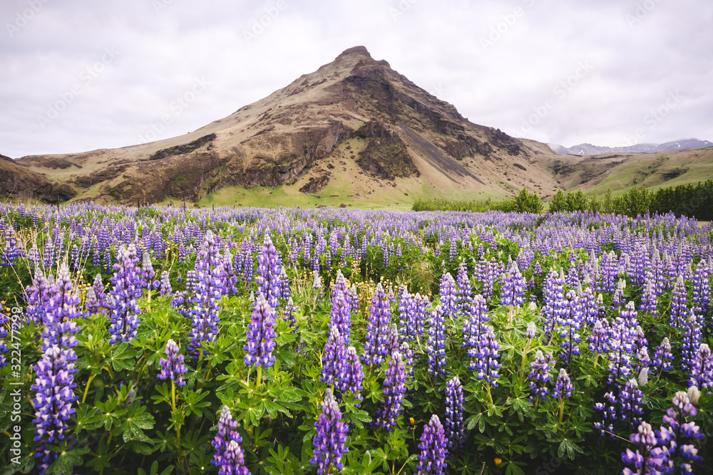 Picturesque landscape with mountain and lupine flowers field, Iceland, Europe