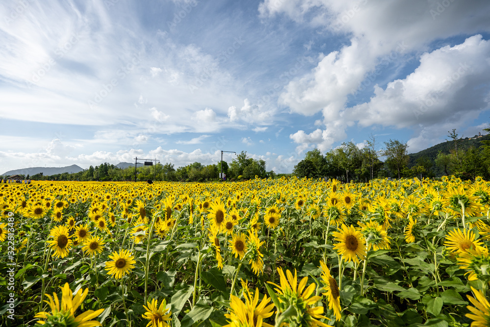 field of sunflowers