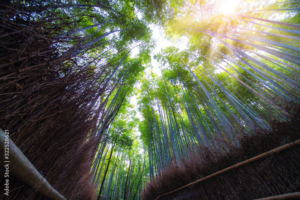 京都荒山河附近的竹林