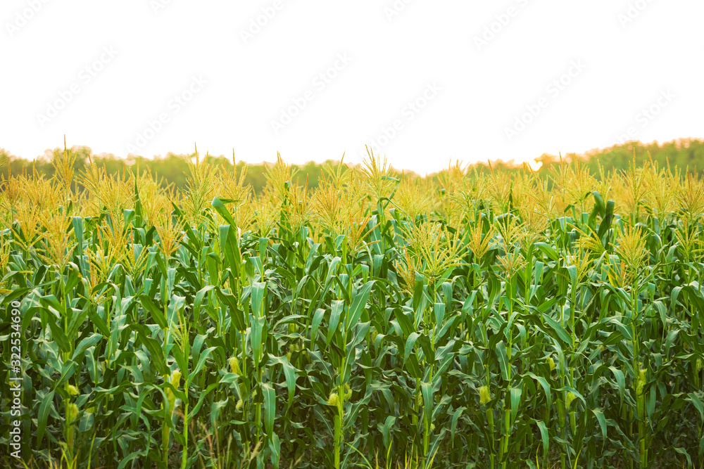 corn field in sunset isolated on white background,Green Corn field, corn plantation