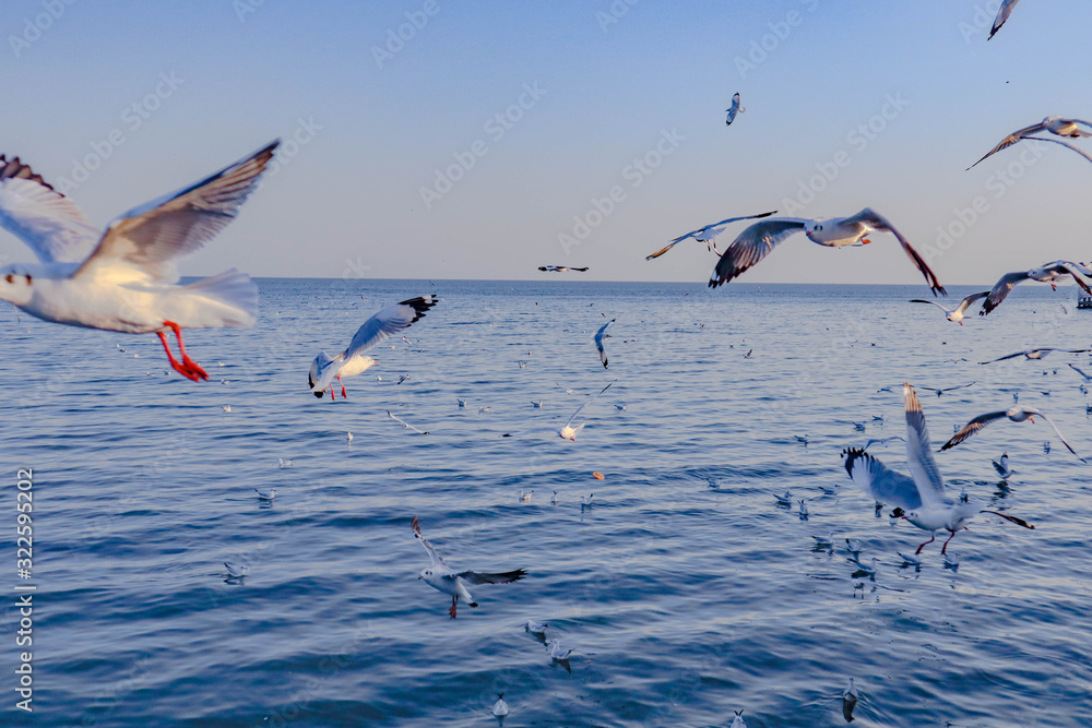 Seagulls bird flying over the sea with beautiful sunset on evening twilight sky landscape background