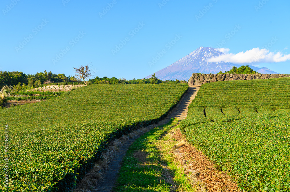 日本静冈县富士山绿茶种植园