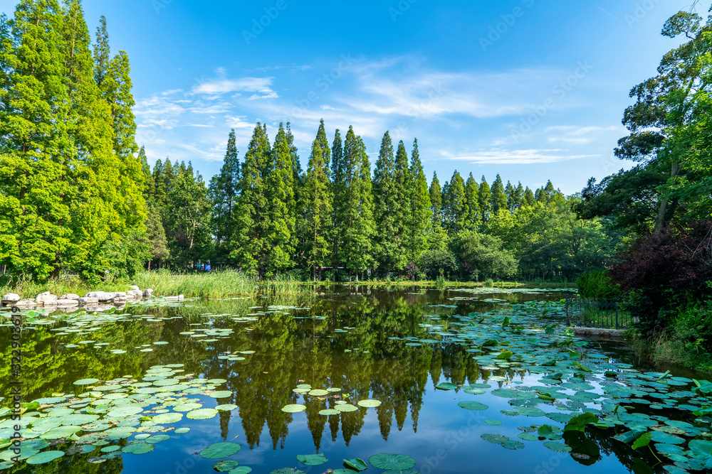 蓝天下公园里的花草树木……