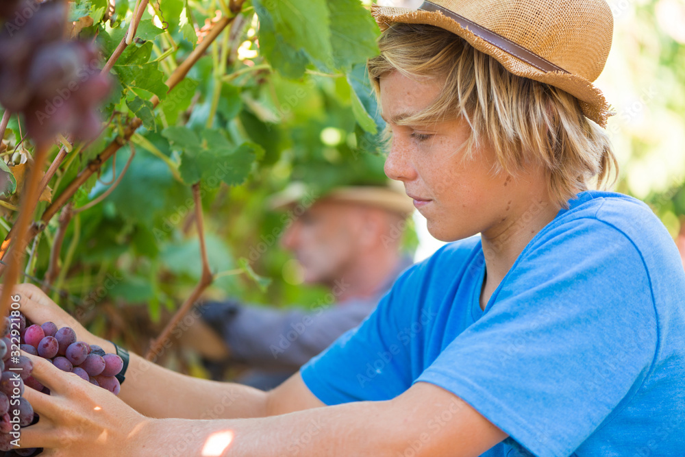 Blond teenager in straw hat picking ripe grapes