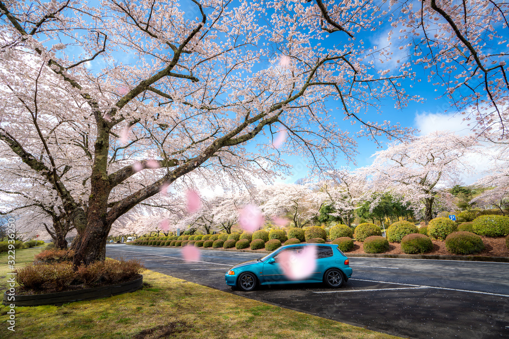 四月春日樱花隧道两侧美景