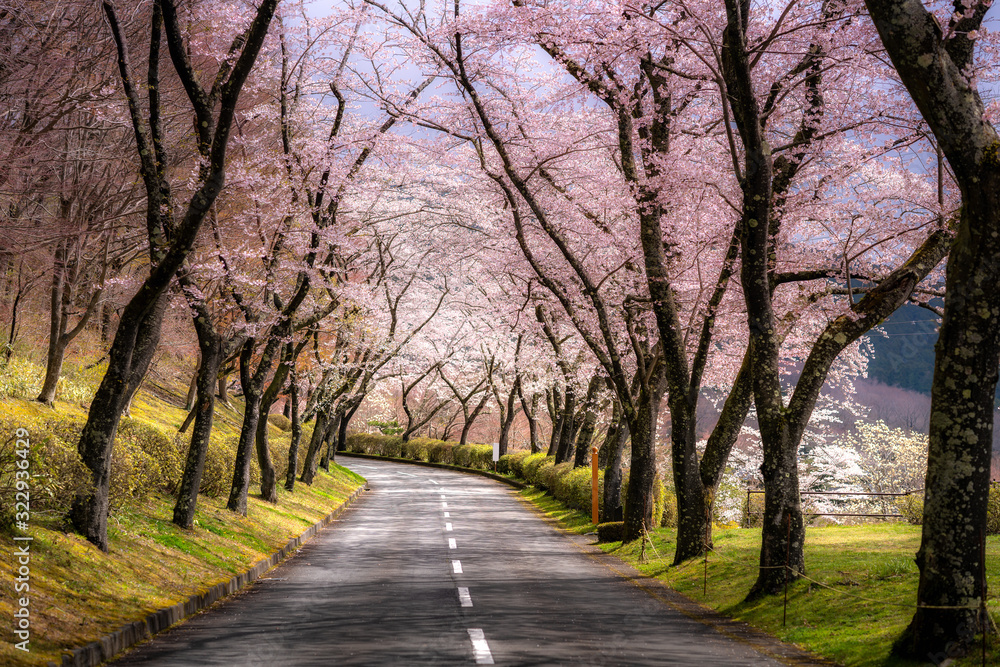 四月春日樱花隧道两侧美景