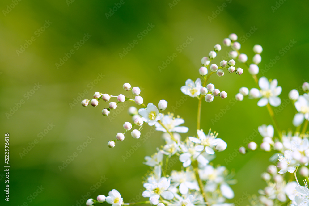 绿色背景下，一束春天的白色小花和花蕾