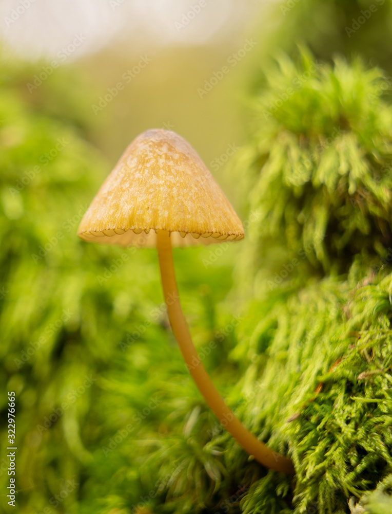 秋天森林里绿色苔藓上的蘑菇特写