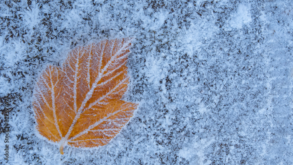 Close up of a yellow leaf covered with frost on the ground