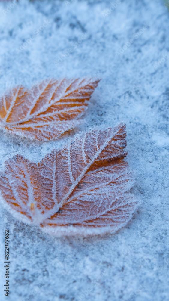 寒冷的冬天，雪地上结满了霜的两片落叶