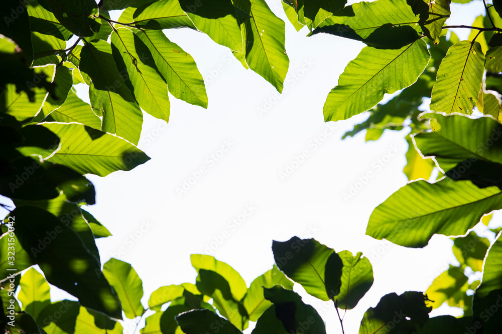 Fresh green leaves on the tree, and copy space for graphic work,Beautiful  leaves frame with copy sp