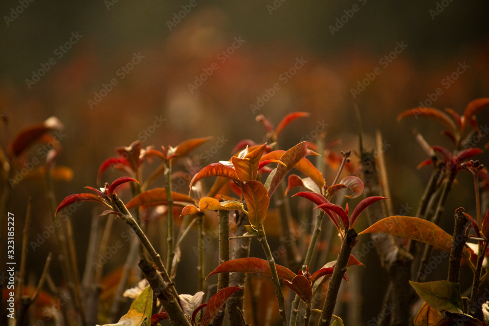 Red and green leaves wallpaper background with blurred background