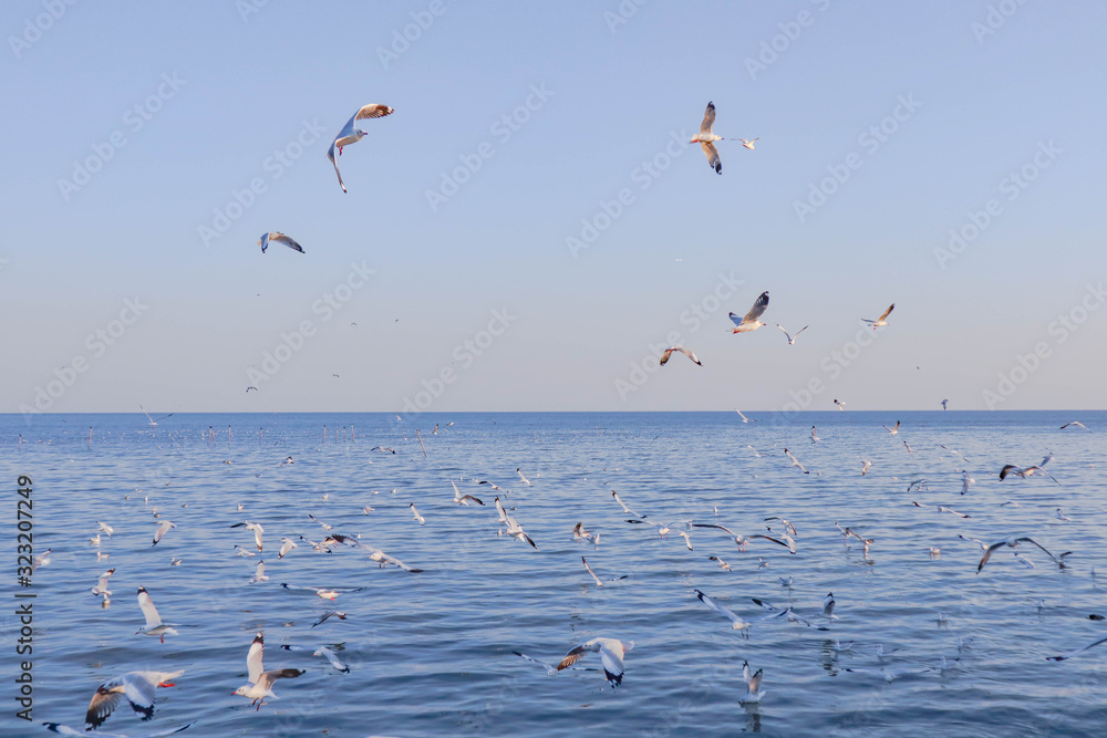 海鸥在海上飞翔，黄昏时分的天空景观背景是美丽的日落