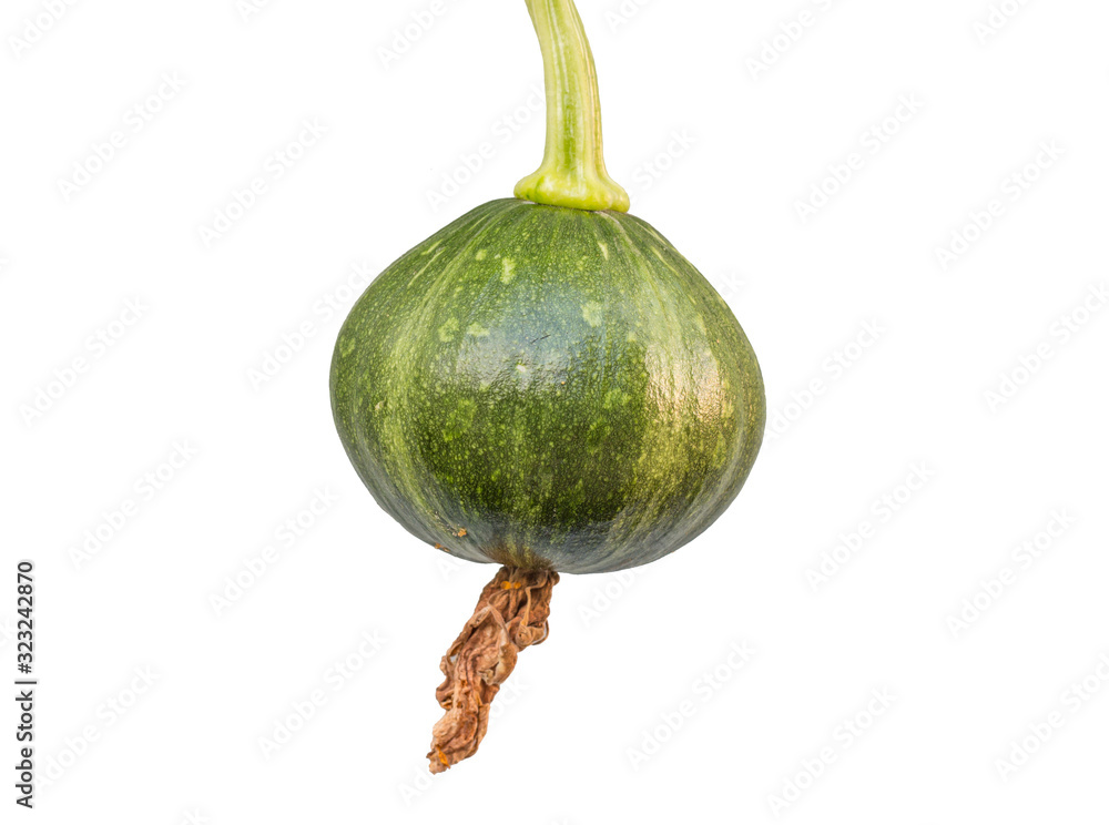 Green pumpkin on white background