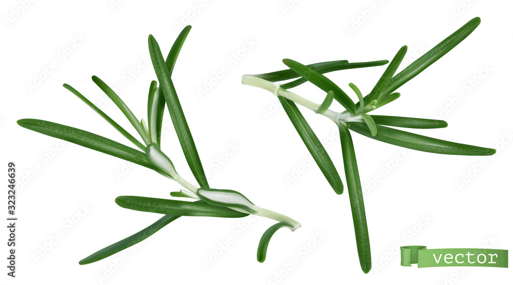 Rosmarinus, rosemary. 3d realistic food illustration. Vector object