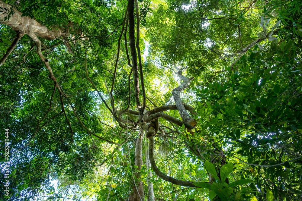 Lianas dangling and sunlight from the rainforest canopy in phuket thailand.