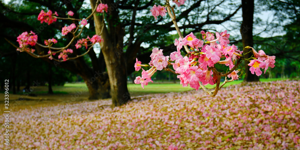 PINK FLOWERS FELT ON THE FLOOR IN A PARK 