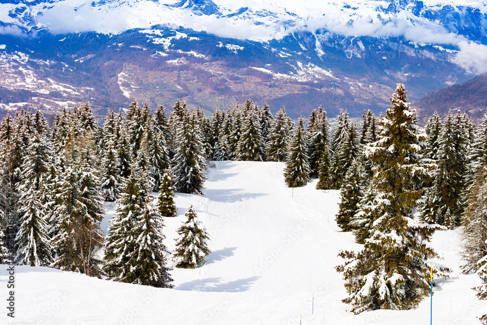 Winter fir and pine forest covered with snow after strong snowfall over Mont-Blanc mountain rang in 