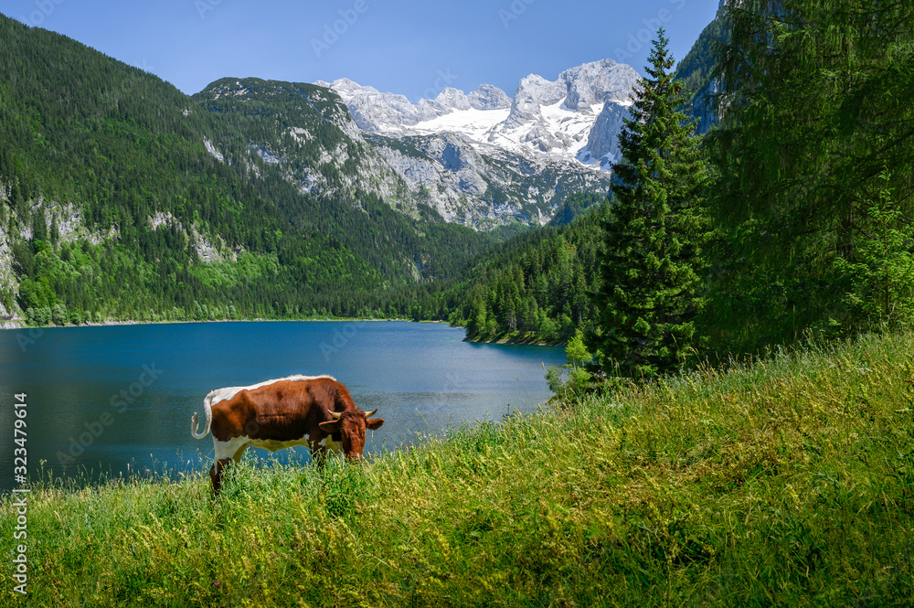 Cow in front of alpine lake with glaciated mountains in the background, Austria