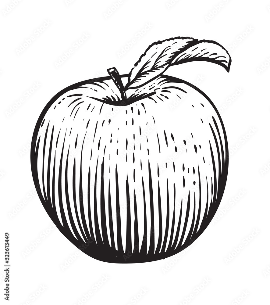 Engraved vector illustration of an apple with leaf. Vintage. Hand realistic drawing.