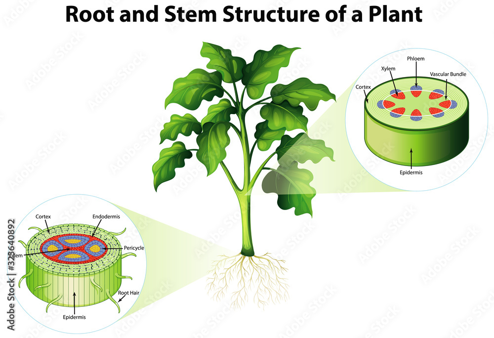 显示植物根和茎结构的图表