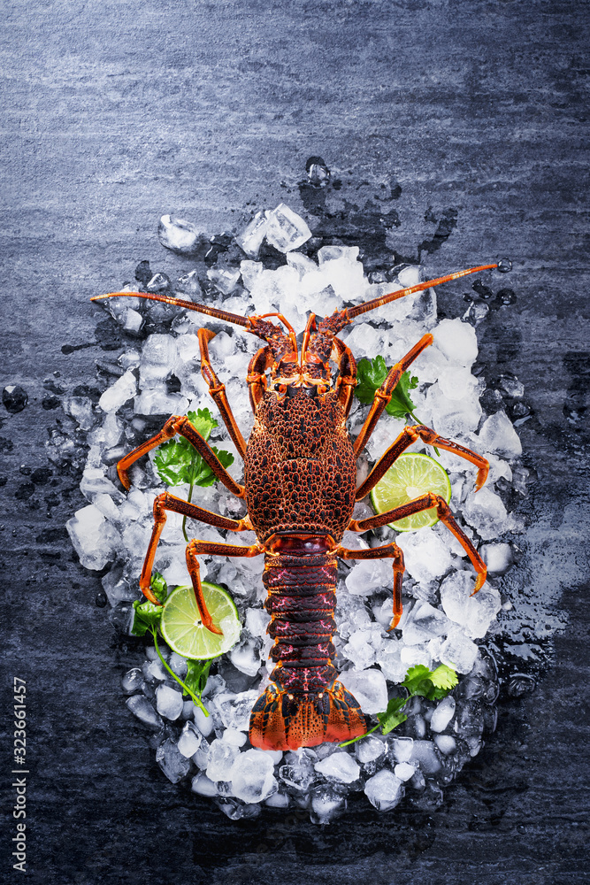 Raw fresh Cape rock lobster, West Coast rock lobster, Jasus lalandii on a dark slate background with