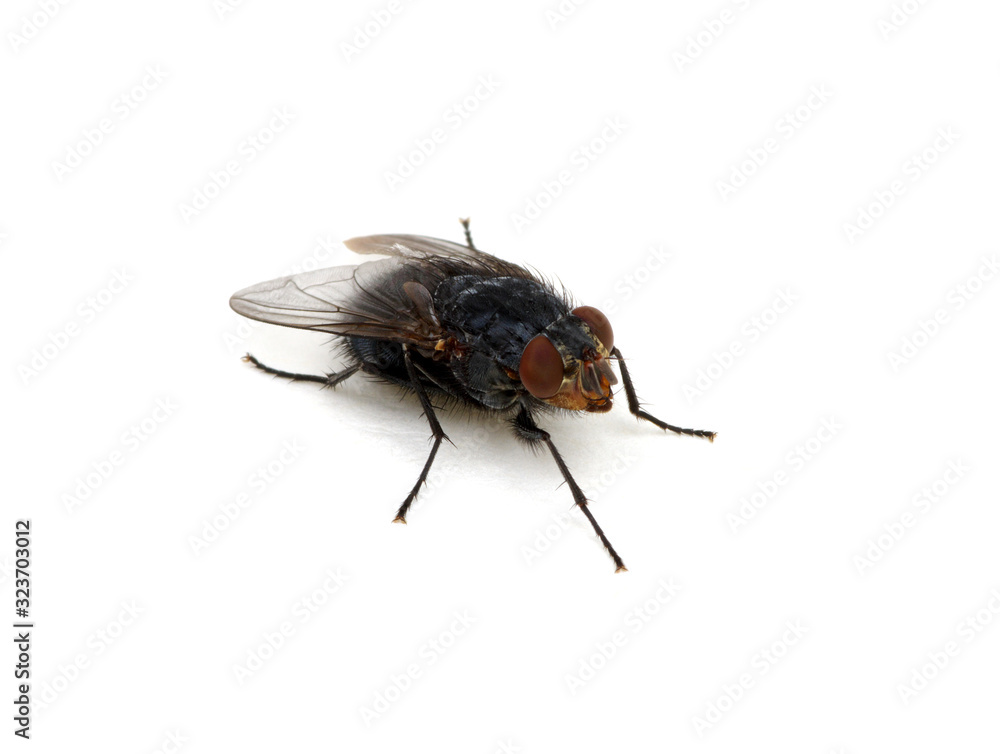 fly isolated on a white