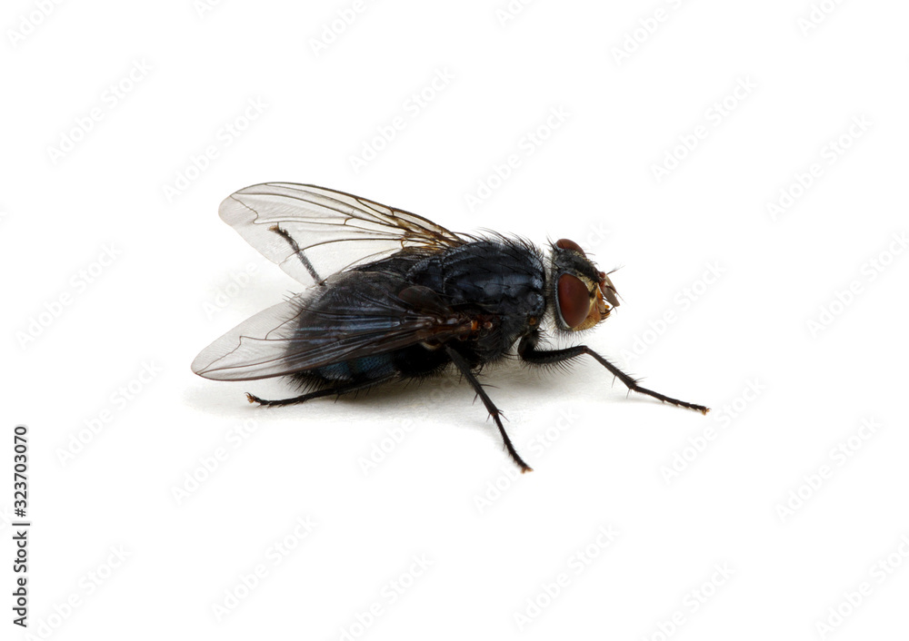  fly on a white background