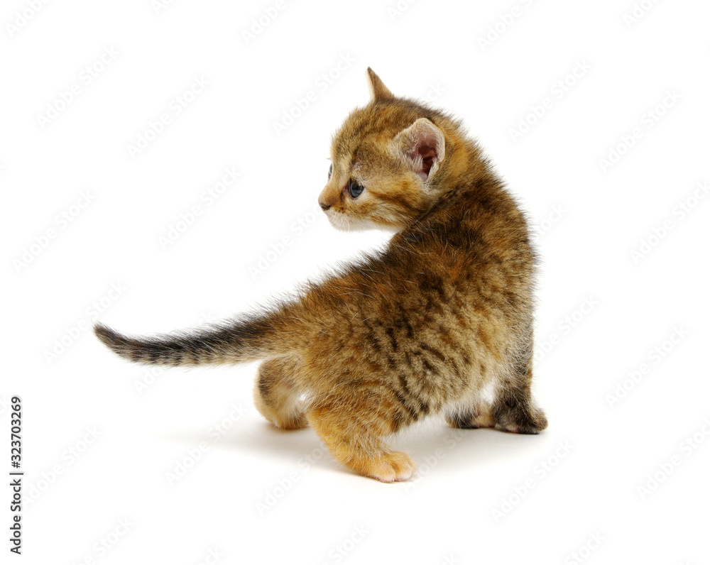 Playful kitten isolated on white