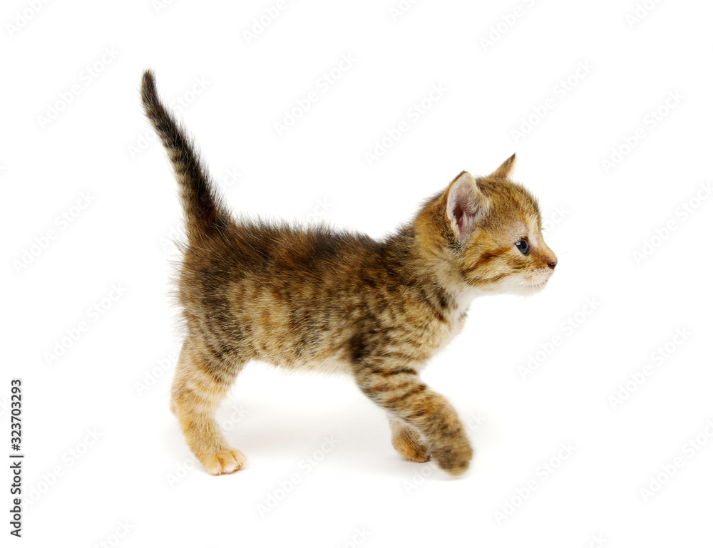 Playful kitten isolated on white