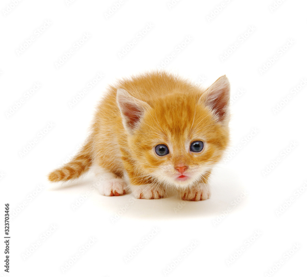 Little beautiful funny kitten on white