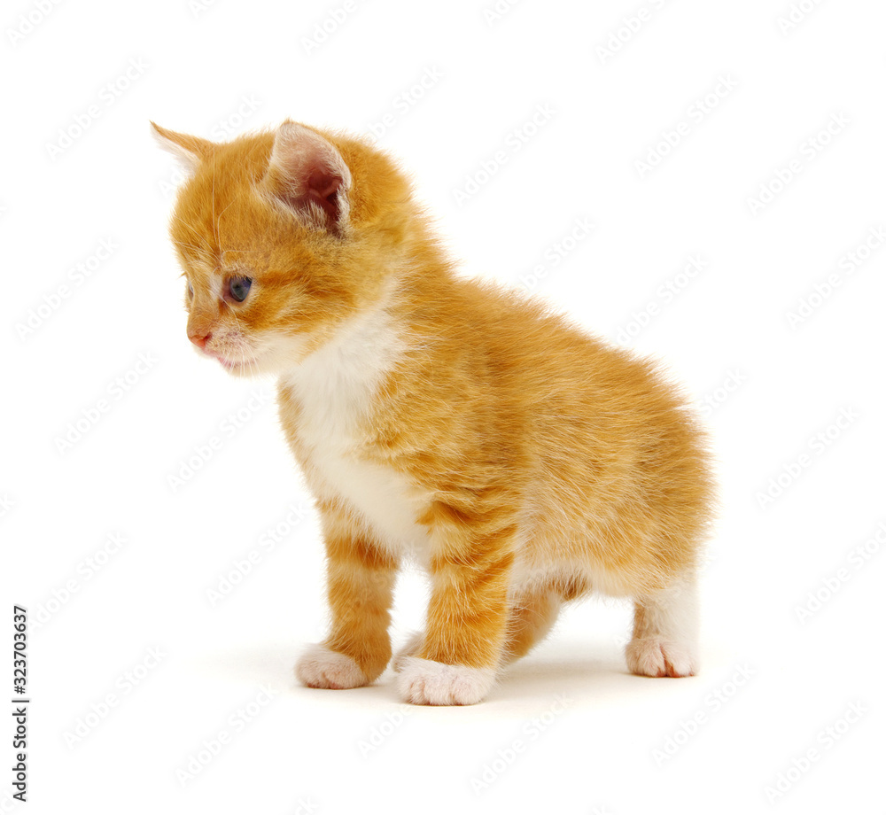 Small red kitten on a white