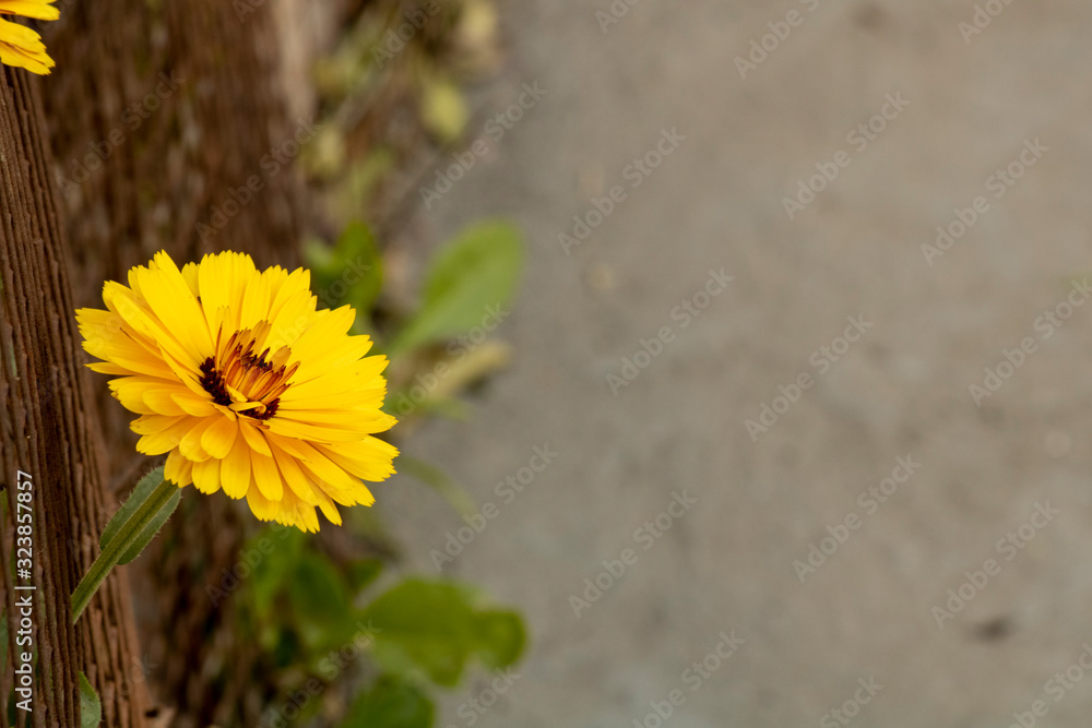 Yellow flower wallpaper with a space for text