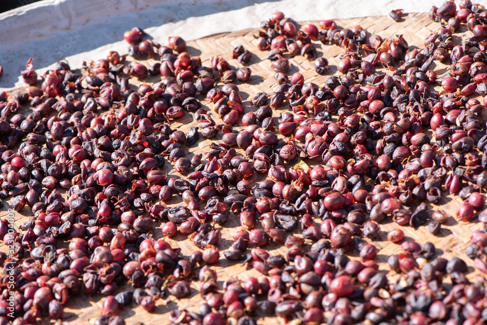 Raw coffee beans natural exposured with sunlight on a sieve outside the procedure factory before roa