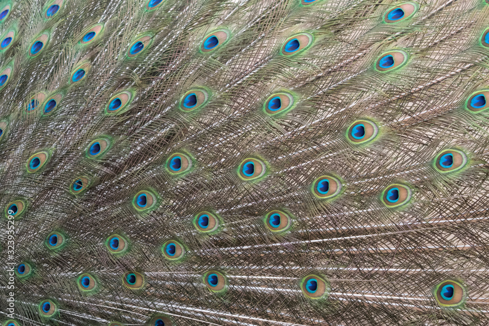 Closeup of Indian peacock tail feathers.