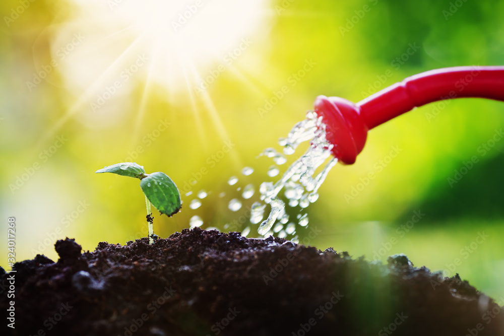 Water drops falling onto new sprout on sunny day in the garden in summer