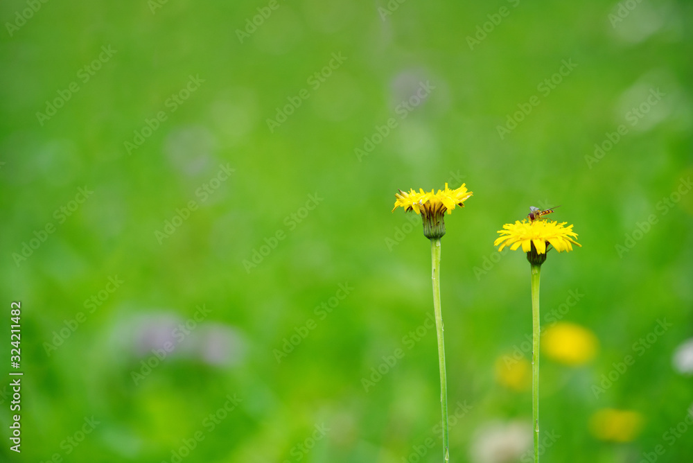 一只蜜蜂停在黄色蒲公英花上采集花蜜；背景是绿色的田野