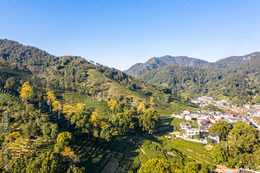 tea plantation