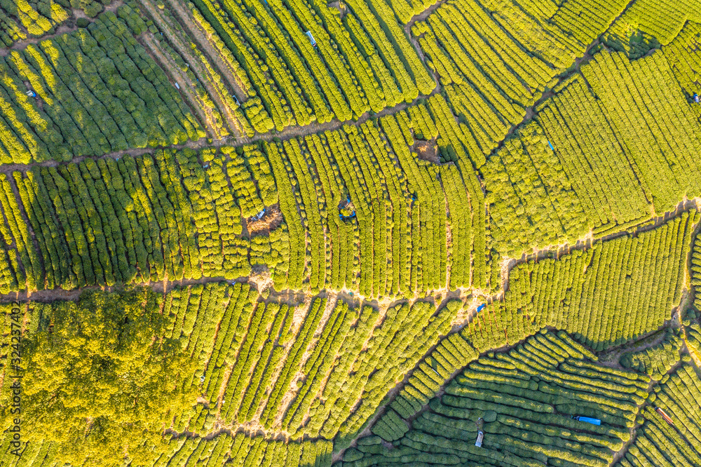 tea plantation