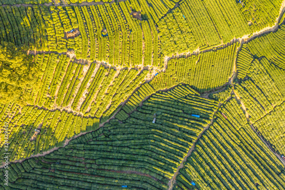 tea plantation