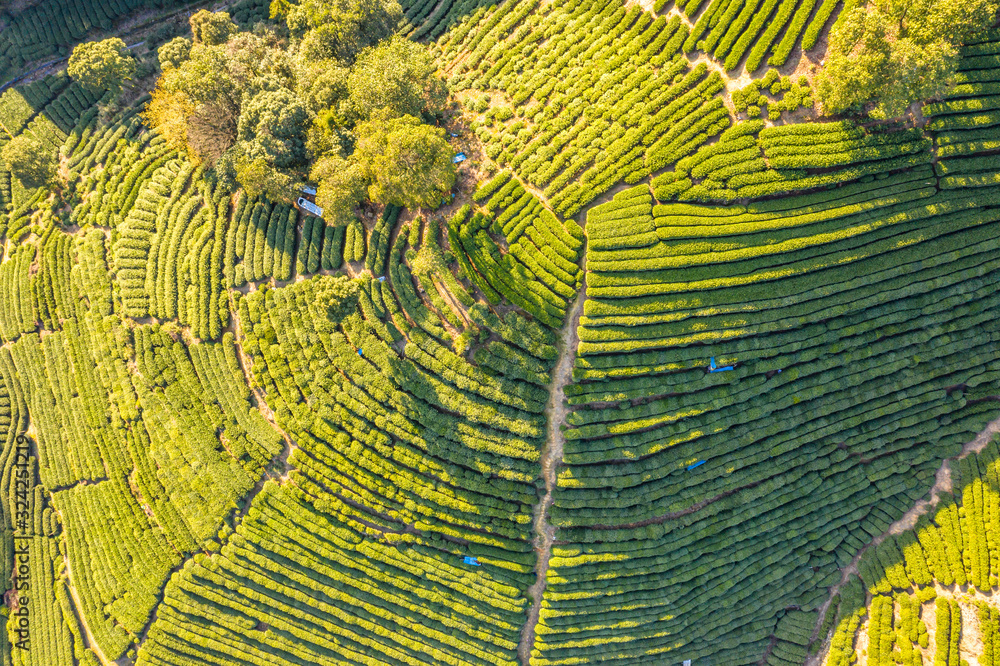 tea pantation in hangzhou china