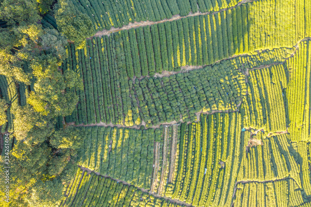 tea pantation in hangzhou china