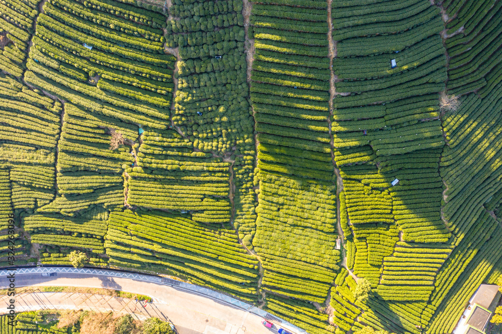 tea plantation