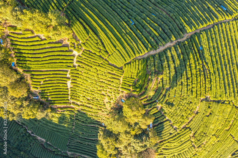 tea plantation