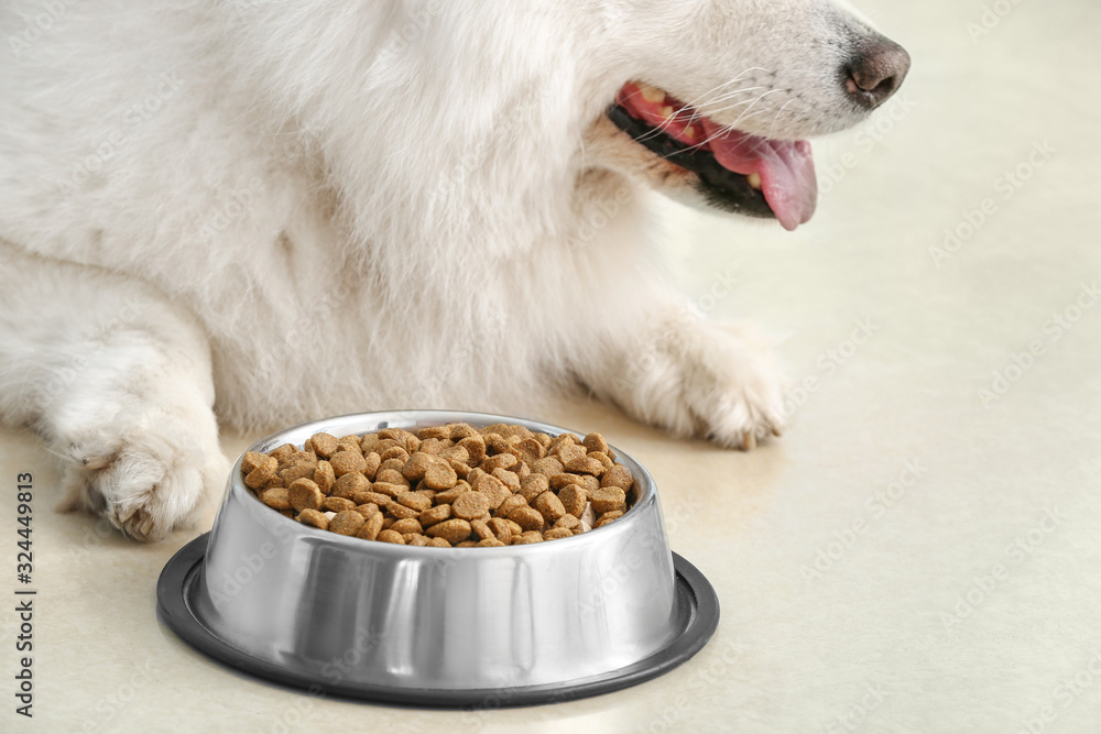 Cute Samoyed dog near bowl with food at home, closeup