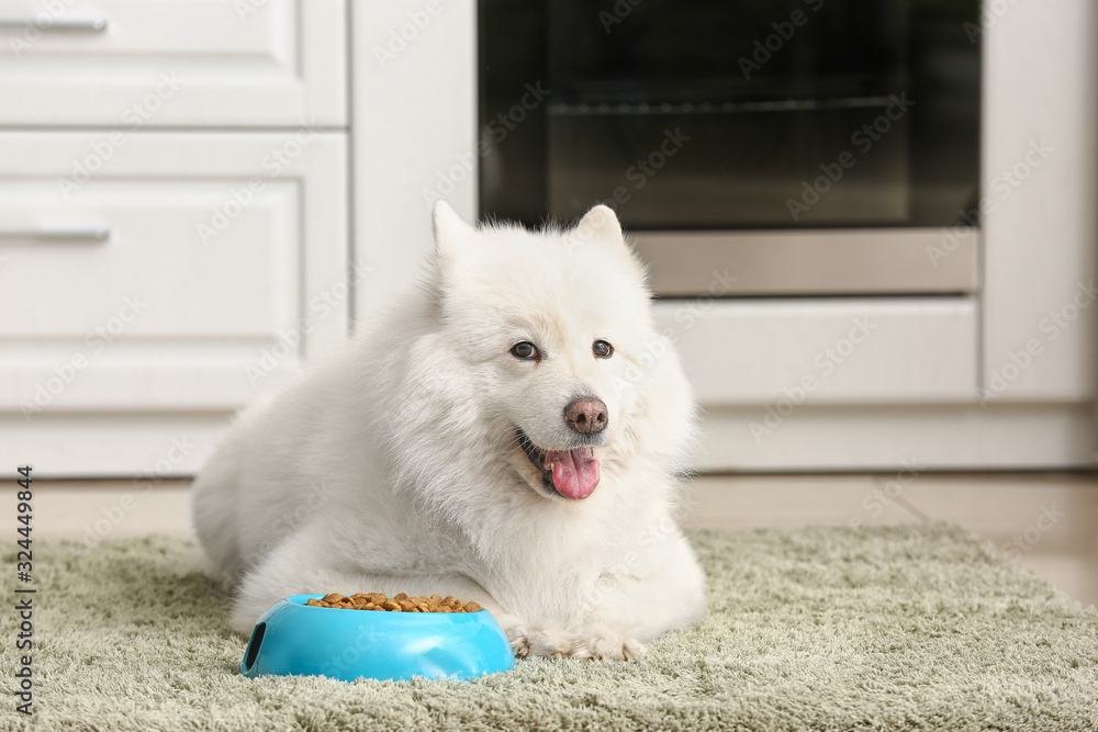 厨房里有食物的碗附近的可爱萨摩耶狗