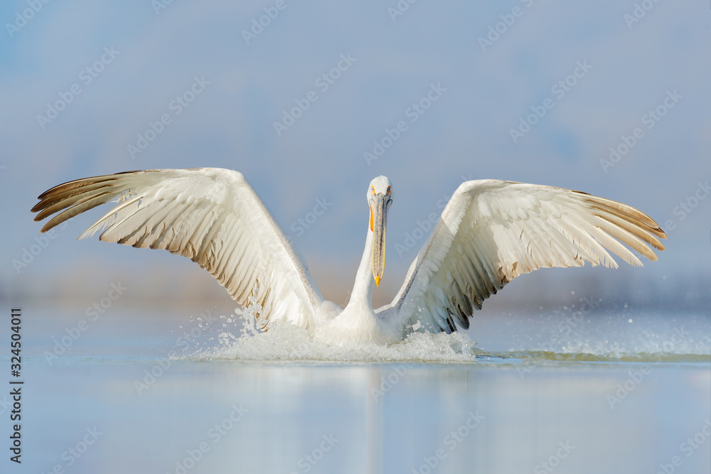 Bird start in the water. Dalmatian pelican, Pelecanus crispus, landing in Lake Kerkini, Greece. Peli