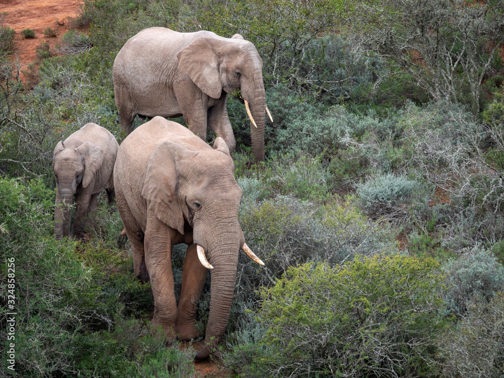 African bush elephant (Loxodonta africana), or African savanna elephant. Eastern Cape. South Africa