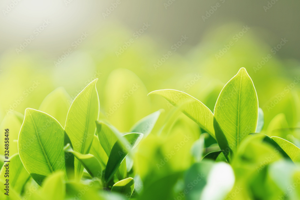 select focus green leaf with sunshine background