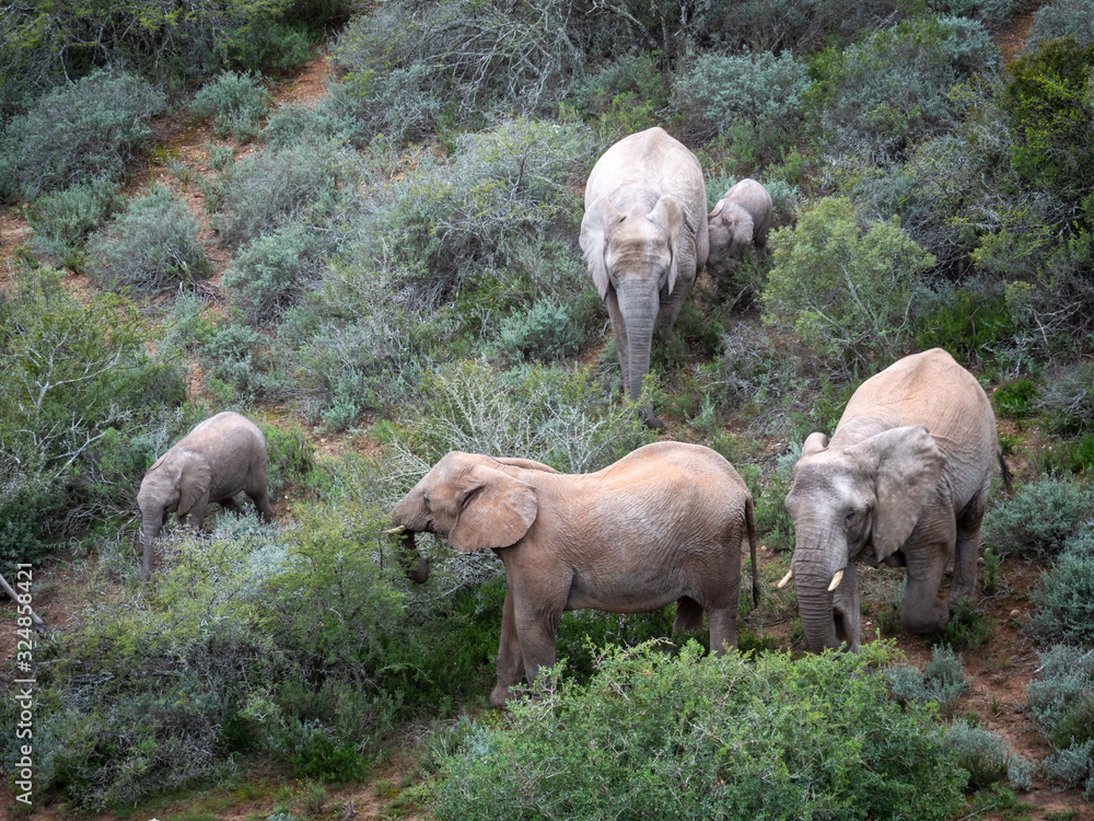 非洲丛林象（Loxodonta africana），或非洲稀树草原象。东开普省。南非